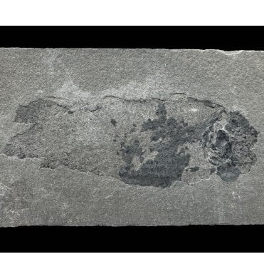 Early Devonian “Lungfish” Fossil Fish from Orkney Isles, Scotland (SKU V6287):- Pentlandia macroptera