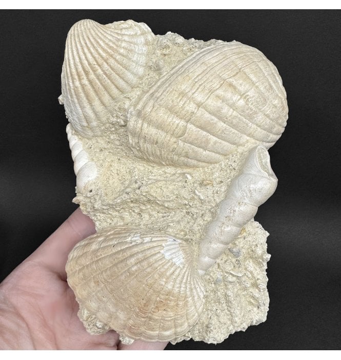 Early Miocene Fossil Shells from Martillac, France (SKU OF4365):- Cardium sp, Glymeris sp, and Turritella sp.