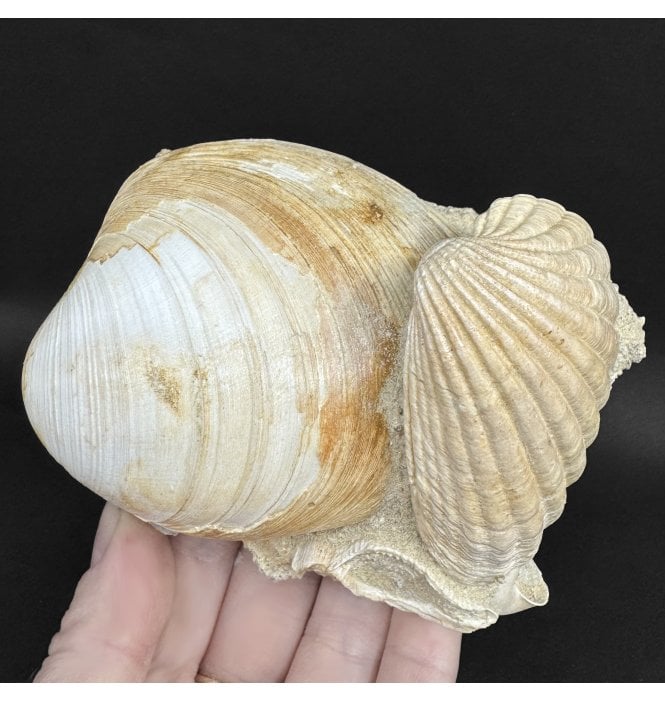 Early Miocene Fossil Shells from Martillac, France (SKU OF4370):- Cardium sp, Glymeris sp, and Turritella sp.