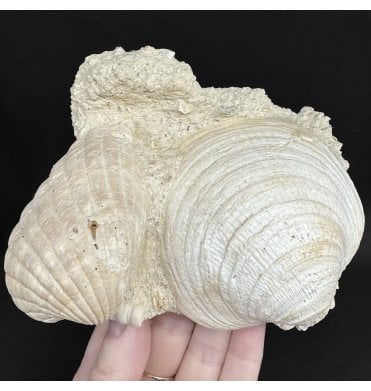 Early Miocene Fossil Shells from Martillac, France (SKU OF4371):- Cardium sp, Glymeris sp, and Turritella sp.