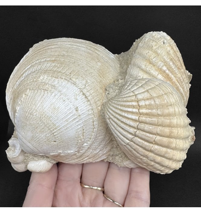 Early Miocene Fossil Shells from Martillac, France (SKU OF4373):- Cardium sp, Glymeris sp, and Turritella sp.