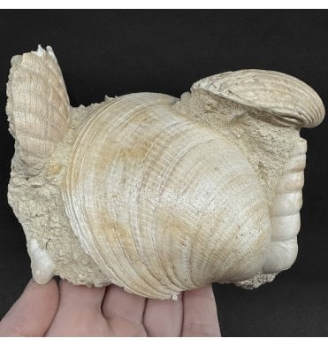 Early Miocene Fossil Shells from Martillac, France (SKU OF4374):- Cardium sp, Glymeris sp, and Turritella sp.