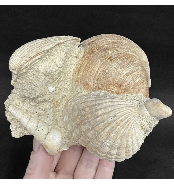 Early Miocene Fossil Shells from Martillac, France (SKU OF4375):- Cardium sp, Glymeris sp, and Turritella sp.