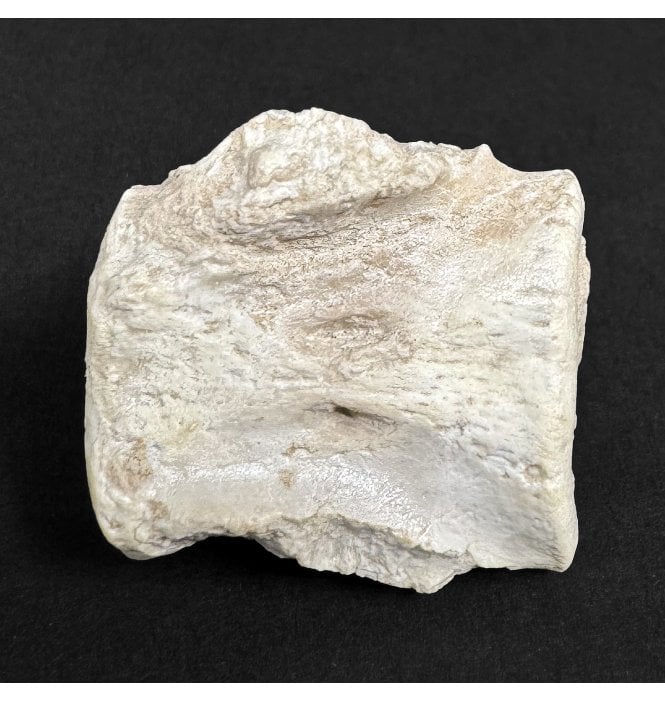 Early Oligocene Brontotherium Mammal Tail Vertebra from South Dakota, USA (SKU V9000):- Megacerops coloradensis