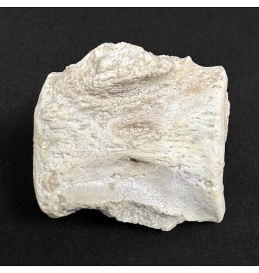 Early Oligocene Brontotherium Mammal Tail Vertebra from South Dakota, USA (SKU V9000):- Megacerops coloradensis