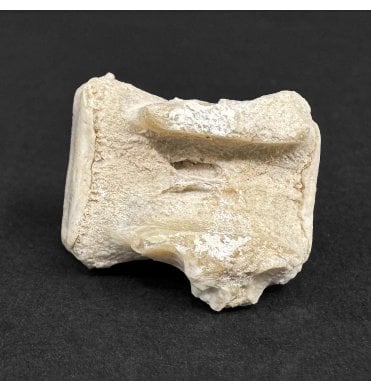 Early Oligocene Brontotherium Mammal Tail Vertebra from South Dakota, USA (SKU V9001):- Megacerops coloradensis