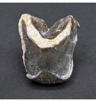 Early Oligocene Mammal Tooth from South Dakota, USA (SKU V8103):- Unidentified Mammal Tooth