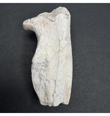 Early Oligocene Oreodont Limb Bone from South Dakota, USA (SKU V7270):- Merycoidodon gracilis