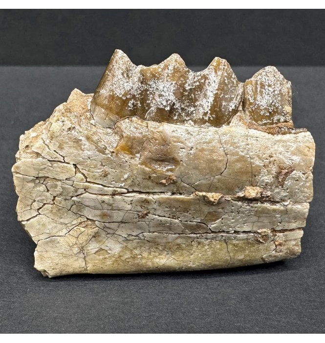 Early Oligocene Oreodont Mammal Jaw Bone Skull from South Dakota (SKU V8105):- Merycoidodon culbertsonii
