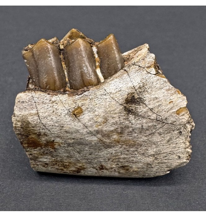 Early Oligocene Oreodont Mammal Jaw Bone Skull from South Dakota (SKU V8106):- Merycoidodon culbertsonii