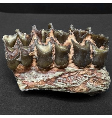 Early Oligocene Oreodont Mammal Jaw Bone from South Dakota (SKU V8163):- Merycoidodon culbertsoni