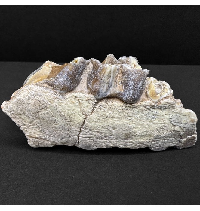 Early Oligocene Oreodont Mammal Jaw Bone from South Dakota (SKU V8190):- Merycoidodon culbertsoni