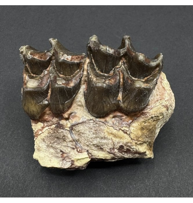 Early Oligocene Oreodont Mammal Jaw Bone from South Dakota, USA (SKU V9215):- Merycoidodon culbertsoni