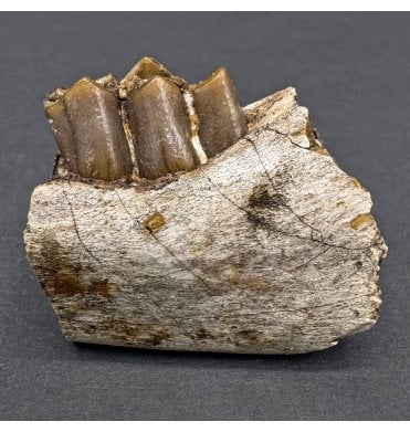 Early Oligocene Oreodont Mammal Jaw Bone from South Dakota (SKU V8106):- Merycoidodon culbertsonii