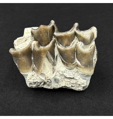 Early Oligocene Oreodont Mammal Jaw Bone Skull from South Dakota (SKU V9194):- Merycoidodon culbertsonii