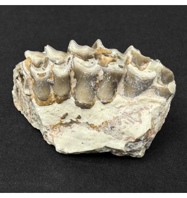 Early Oligocene Oreodont Mammal Jaw Bone Skull from South Dakota (SKU V9195):- Merycoidodon culbertsonii