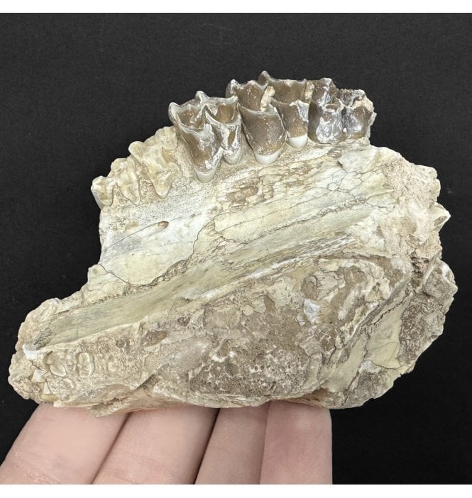 Early Oligocene Oreodont Partial Skull From White River Badlands, South Dakota, USA (SKU V8931):- Merycoidodon culbertsoni