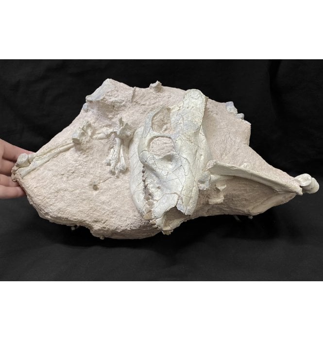 Early Oligocene Oreodont Skull and Partial Skeleton from the White River Badlands, South Dakota, USA (SKU V4518):- Eporeodon major