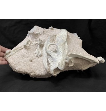 Early Oligocene Oreodont Skull and Partial Skeleton from the White River Badlands, South Dakota, USA (SKU V4518):- Eporeodon major