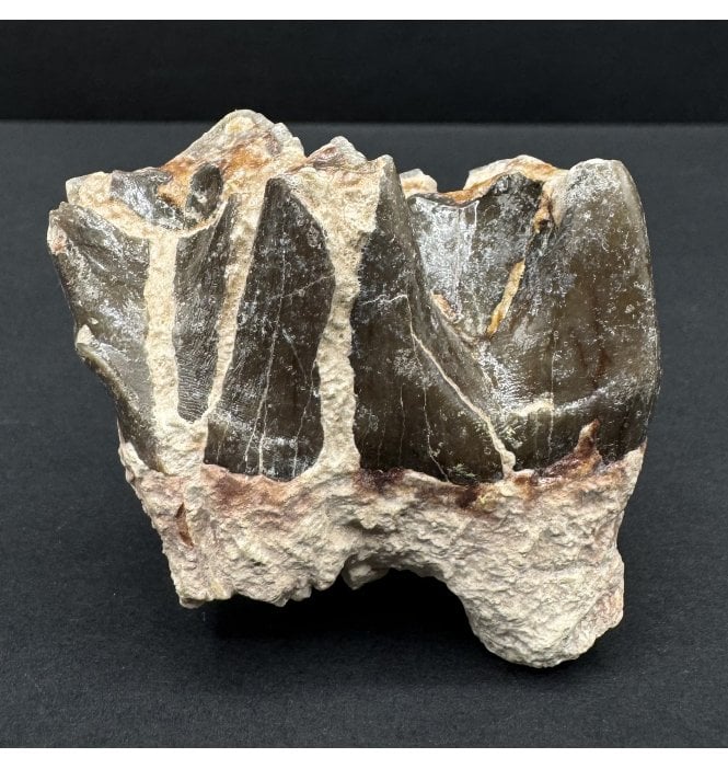 Early Oligocene Running Rhino Mammal Tooth from South Dakota, USA (SKU V8210):- Hyracodon nebraskensis
