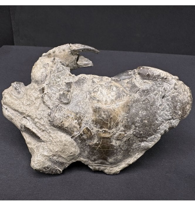 Early Pliocene Fossil Crab from West Java, Indonesia (SKU OF3870)