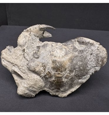 Early Pliocene Fossil Crab from West Java, Indonesia (SKU OF3870)