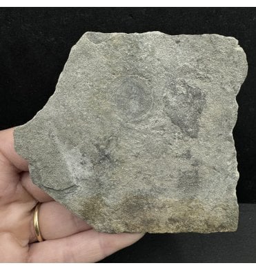 Ediacaran Vendian Fossil. Early Primitive Jelly Fish from the White Sea, Russia (SKU OF2998):- Irridinitus multiradiatus