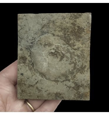 Ediacaran Vendian Fossil. Early Primitive “Jellyfish” from the Ediacaran Biota of the White Sea, Russia, 600 Million Years Old (SKU OF2468):- Cyclomedusa davidi