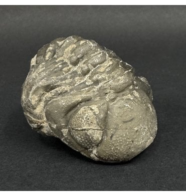 Enrolled Middle Devonian Trilobite from Morocco (SKU T1544):- Pedinopariops brongniarti