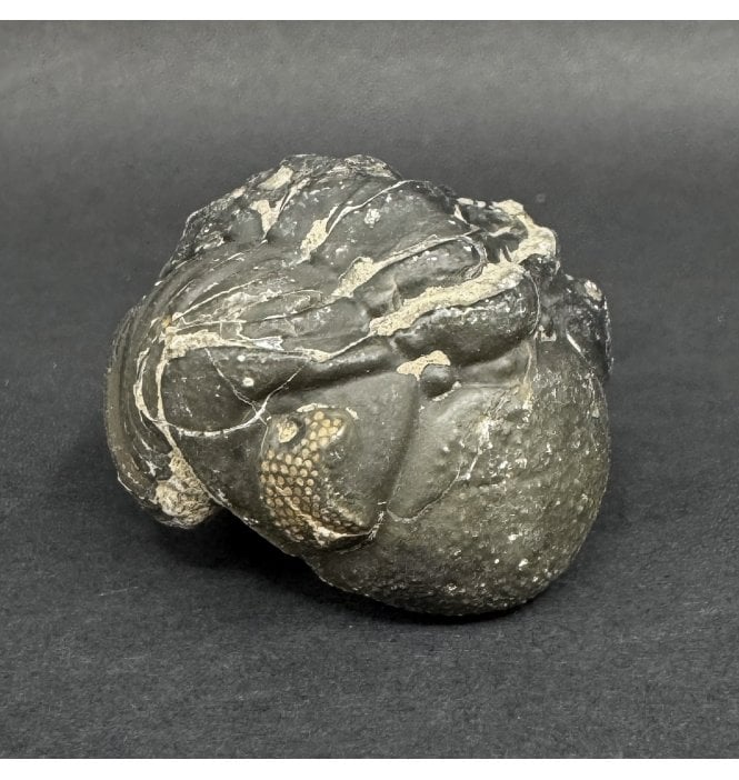 Enrolled Middle Devonian Trilobite from Morocco (SKU T1545):- Pedinopariops brongniarti