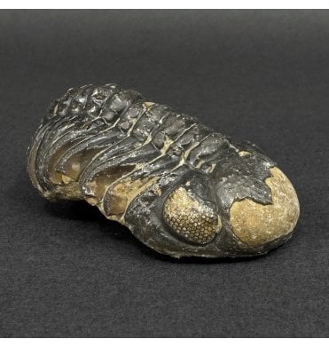 Enrolled Middle Devonian Trilobite from Morocco (SKU T1547):- Pedinopariops brongniarti