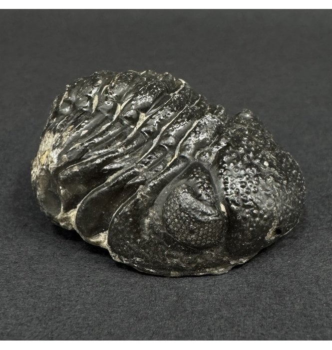 Enrolled Middle Devonian Trilobite from Morocco (SKU T1548):- Pedinopariops brongniarti