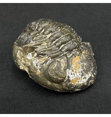 Enrolled Middle Devonian Trilobite from Morocco (SKU T1563):- Pedinopariops brongniarti