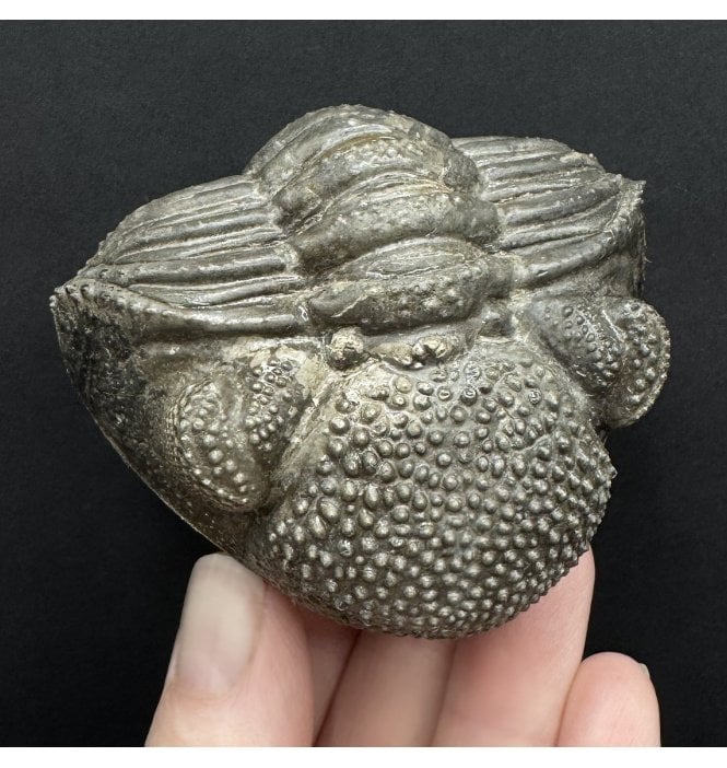 Enrolled Middle Devonian Trilobite from Mrakib, Morocco (SKU T1527):- Drotops megalomanicus