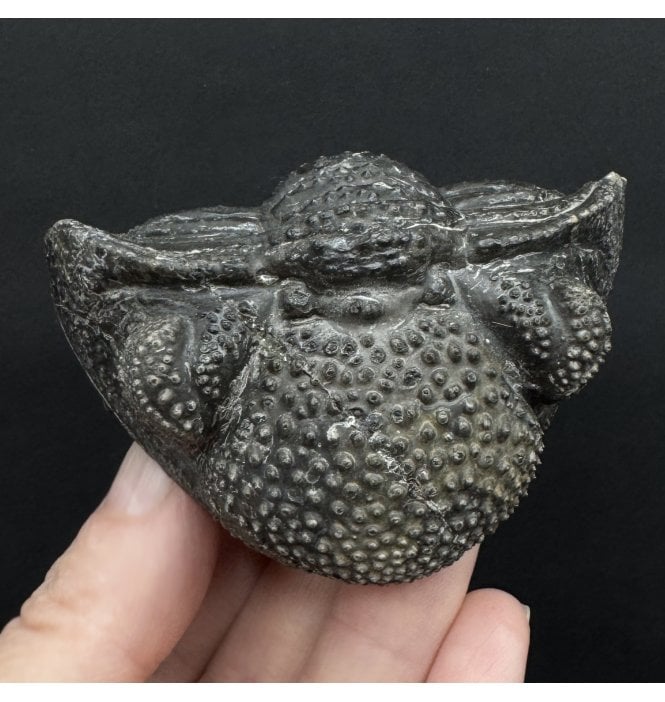 Enrolled Middle Devonian Trilobite from Mrakib, Morocco (SKU T1528):- Drotops armatus