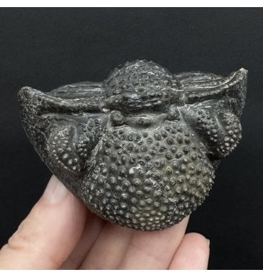 Enrolled Middle Devonian Trilobite from Mrakib, Morocco (SKU T1528):- Drotops armatus