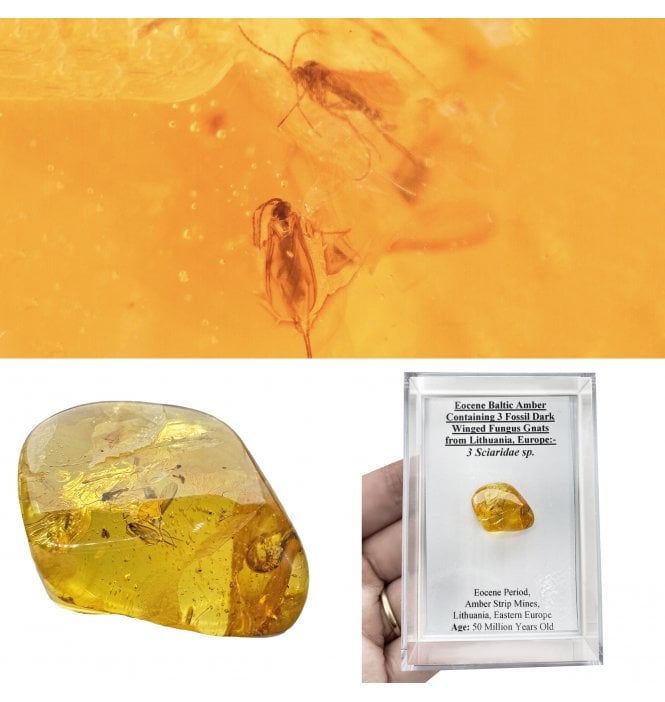 Eocene Baltic Amber Containing 3 Fossil Dark Winged Fungus Gnats from Lithuania, Europe (SKU OF4496):- 3 Sciaridae sp.