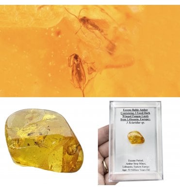 Eocene Baltic Amber Containing 3 Fossil Dark Winged Fungus Gnats from Lithuania, Europe (SKU OF4496):- 3 Sciaridae sp.