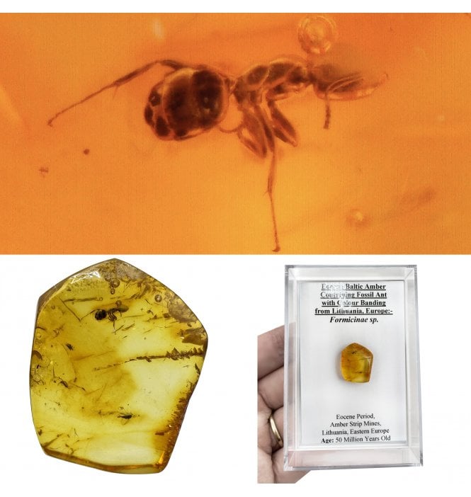 Eocene Baltic Amber Containing Fossil Ant with Colour Banding from Lithuania, Europe (SKU OF3956):- Formicinae sp.