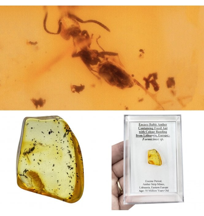 Eocene Baltic Amber Containing Fossil Ant with Colour Banding from Lithuania, Europe (SKU OF3966):- Formicinae sp.