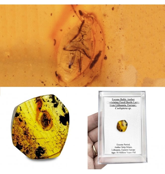 Eocene Baltic Amber Containing Fossil Beetle Larva from Lithuania, Europe (SKU OF3041):- Coeloptera sp.