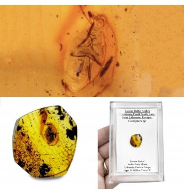 Eocene Baltic Amber Containing Fossil Beetle Larva from Lithuania, Europe (SKU OF3041):- Coeloptera sp.