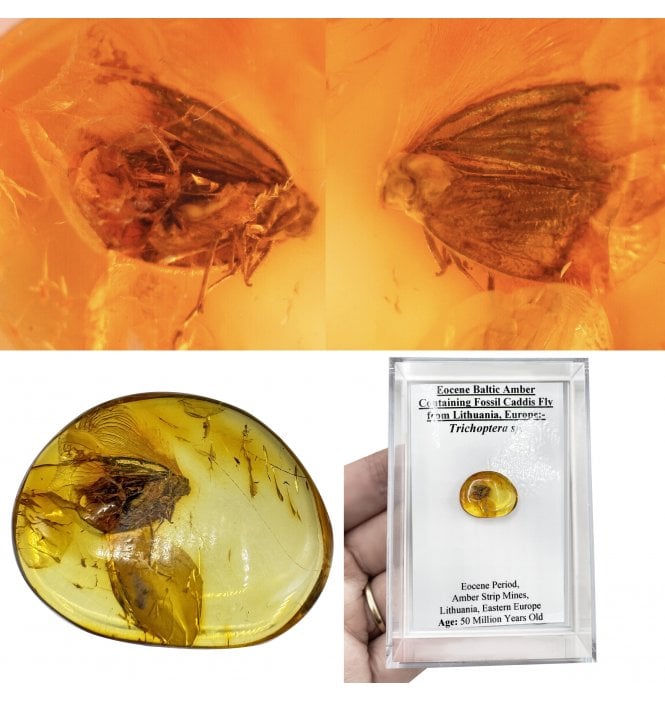 Eocene Baltic Amber Containing Fossil Caddis Fly from Lithuania, Europe (SKU OF4484):- Trichoptera sp.