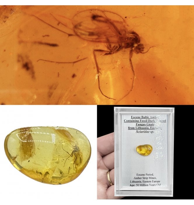 Eocene Baltic Amber Containing Fossil Dark Winged Fungus Gnats from Lithuania, Europe (SKU OF4218):- Sciaridae sp.