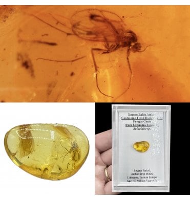 Eocene Baltic Amber Containing Fossil Dark Winged Fungus Gnats from Lithuania, Europe (SKU OF4218):- Sciaridae sp.