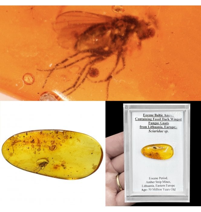 Eocene Baltic Amber Containing Fossil Dark Winged Fungus Gnats from Lithuania, Europe (SKU OF4229):- Sciaridae sp.