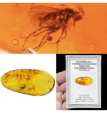 Eocene Baltic Amber Containing Fossil Dark Winged Fungus Gnats from Lithuania, Europe (SKU OF4229):- Sciaridae sp.