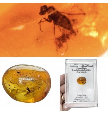 Eocene Baltic Amber Containing Fossil Dark Winged Fungus Gnats from Lithuania, Europe (SKU OF4491):- Sciaridae sp.
