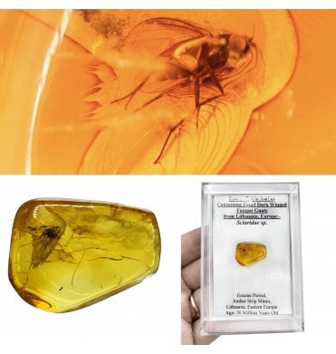 Eocene Baltic Amber Containing Fossil Dark Winged Fungus Gnats from Lithuania, Europe (SKU OF4492):- Sciaridae sp.