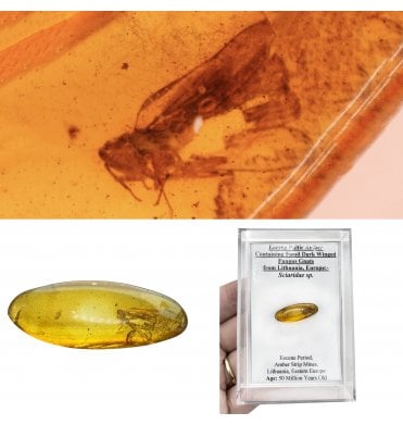 Eocene Baltic Amber Containing Fossil Dark Winged Fungus Gnats from Lithuania, Europe (SKU OF4493):- Sciaridae sp.